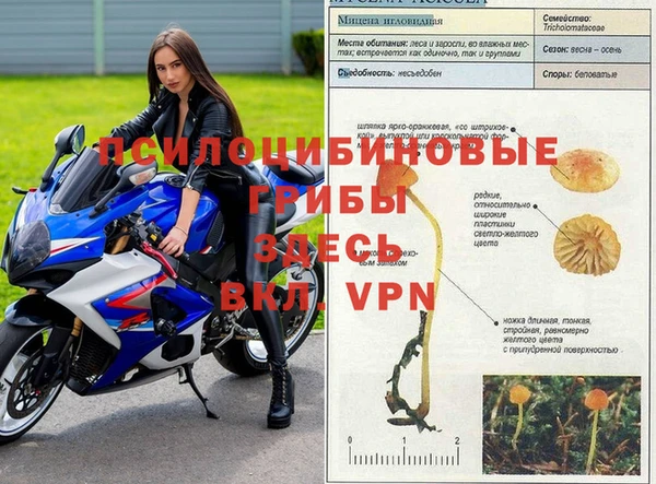 шишки Мегион